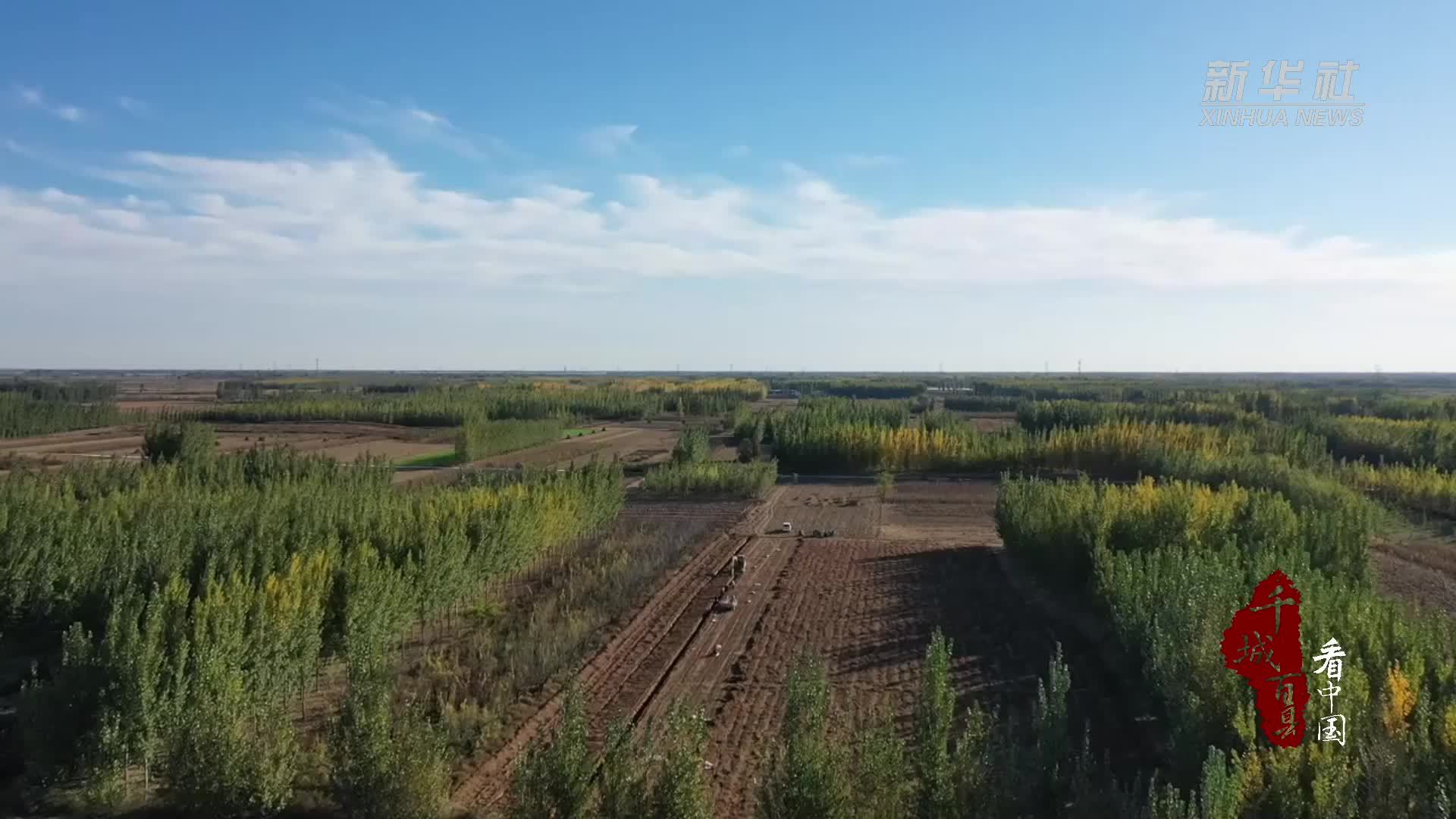 千城百县看中国｜河北新河：沙地山药喜丰收