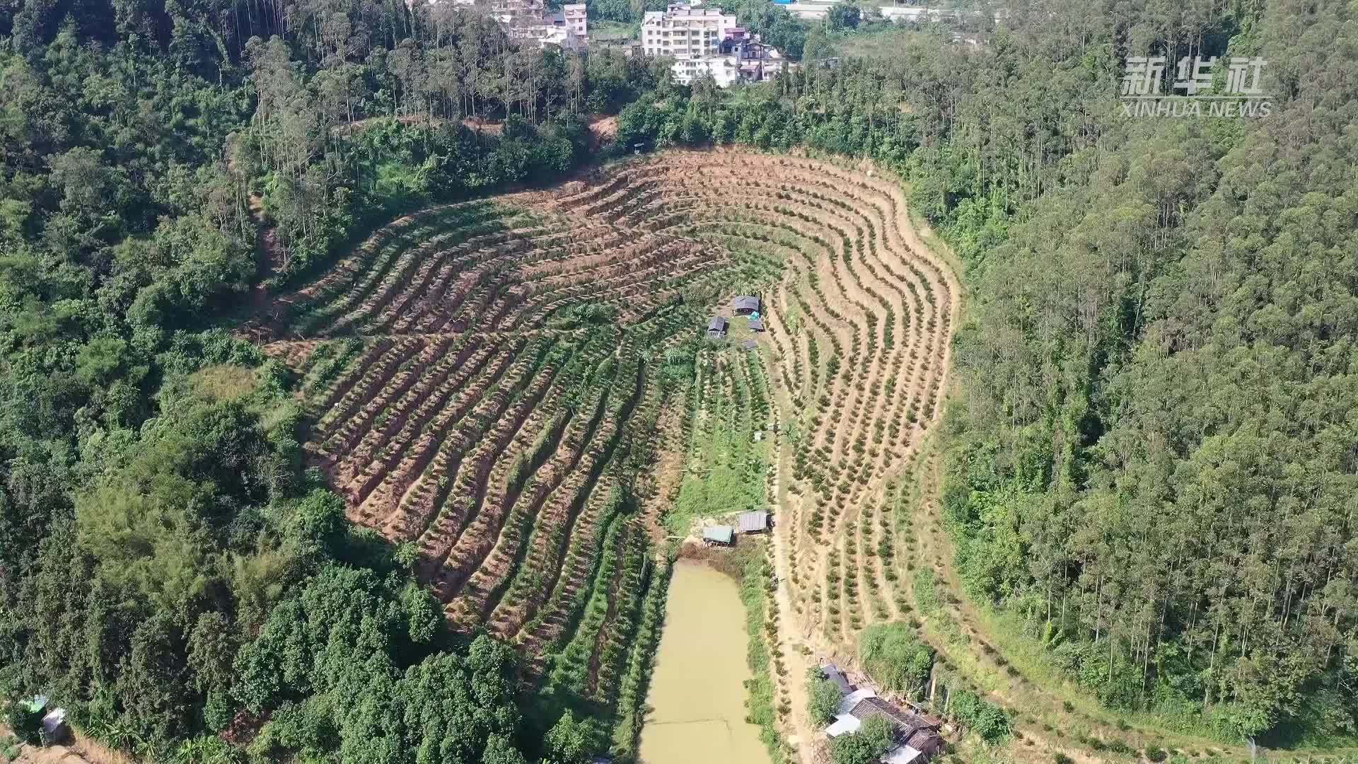 广东封开：小果子带动乡村大发展