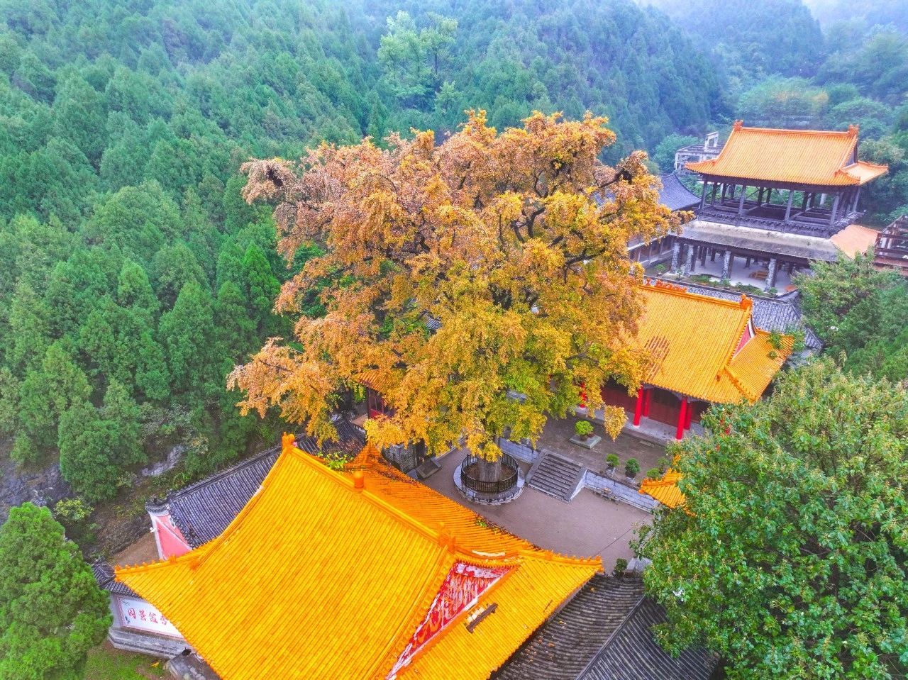 济南的银杏都在哪里？泉城银杏地图来了