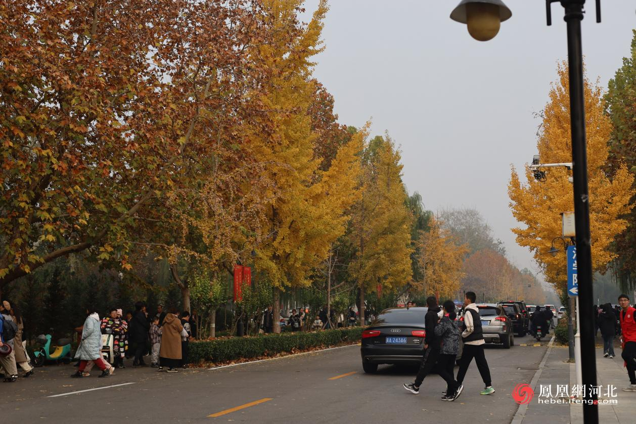 河北经贸大学银杏节现场 蔡柠摄