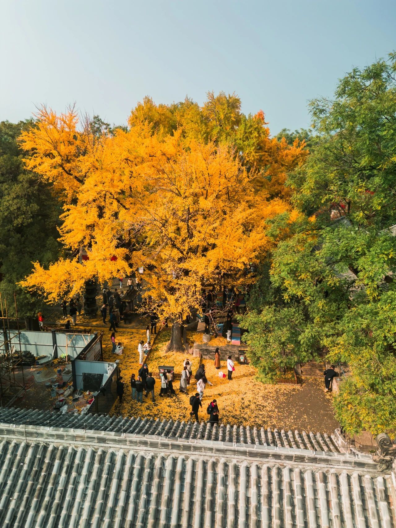济南的银杏都在哪里？泉城银杏地图来了