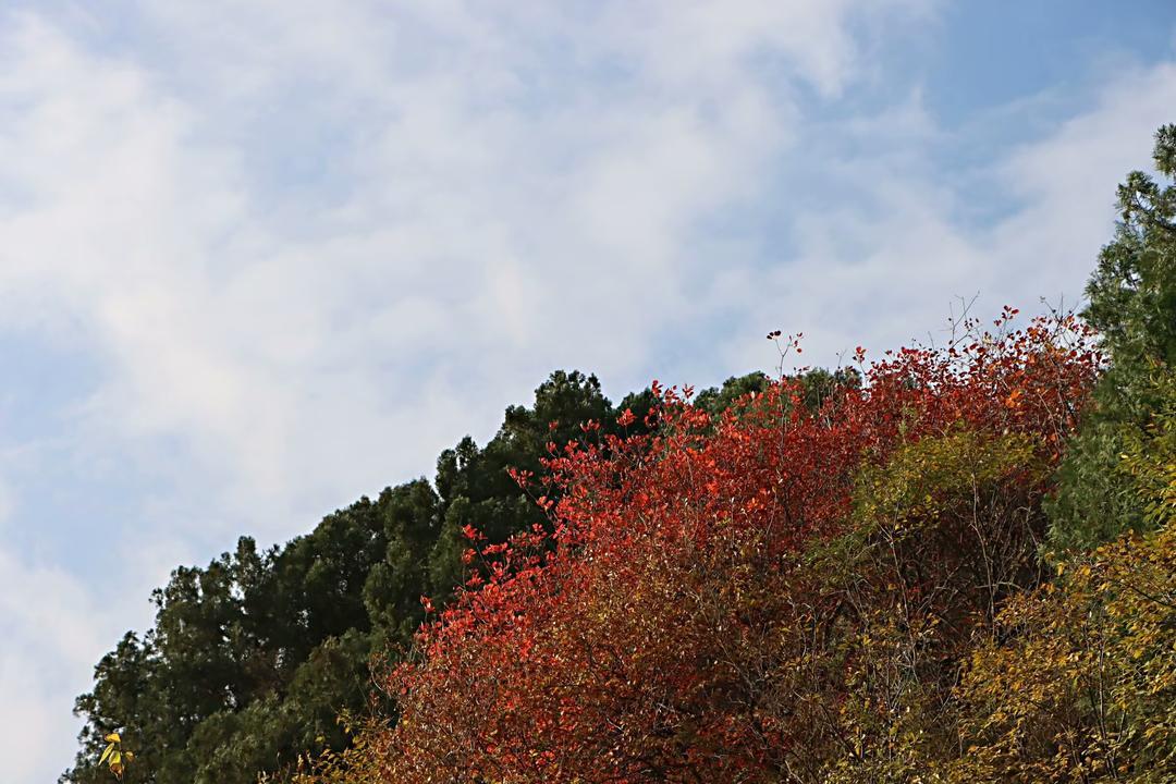 济南藏龙涧：峡谷深涧鬼斧神工 危崖生树景色奇崛