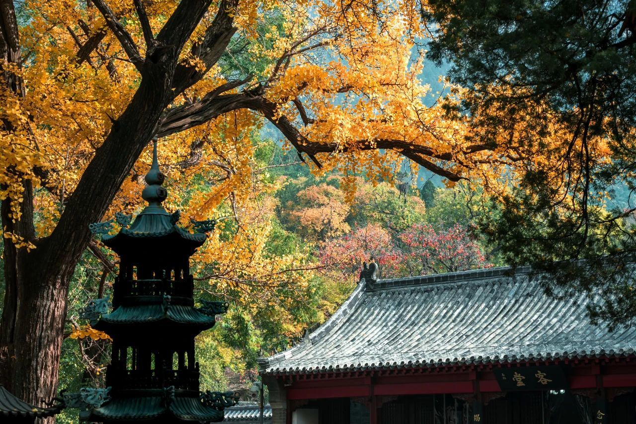 济南的银杏都在哪里？泉城银杏地图来了