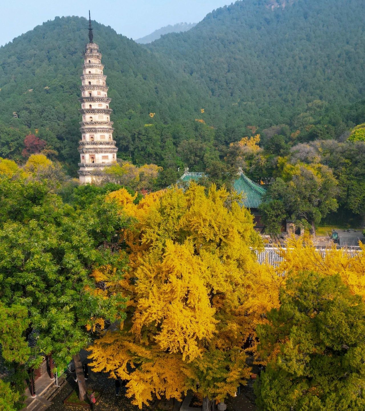 济南的银杏都在哪里？泉城银杏地图来了