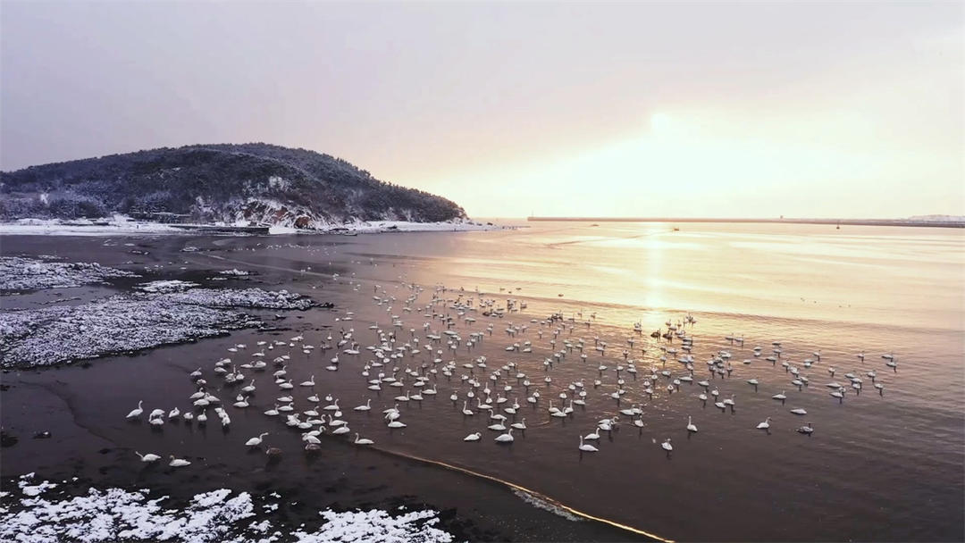 烟墩角天鹅湾 荣成市住建局供图