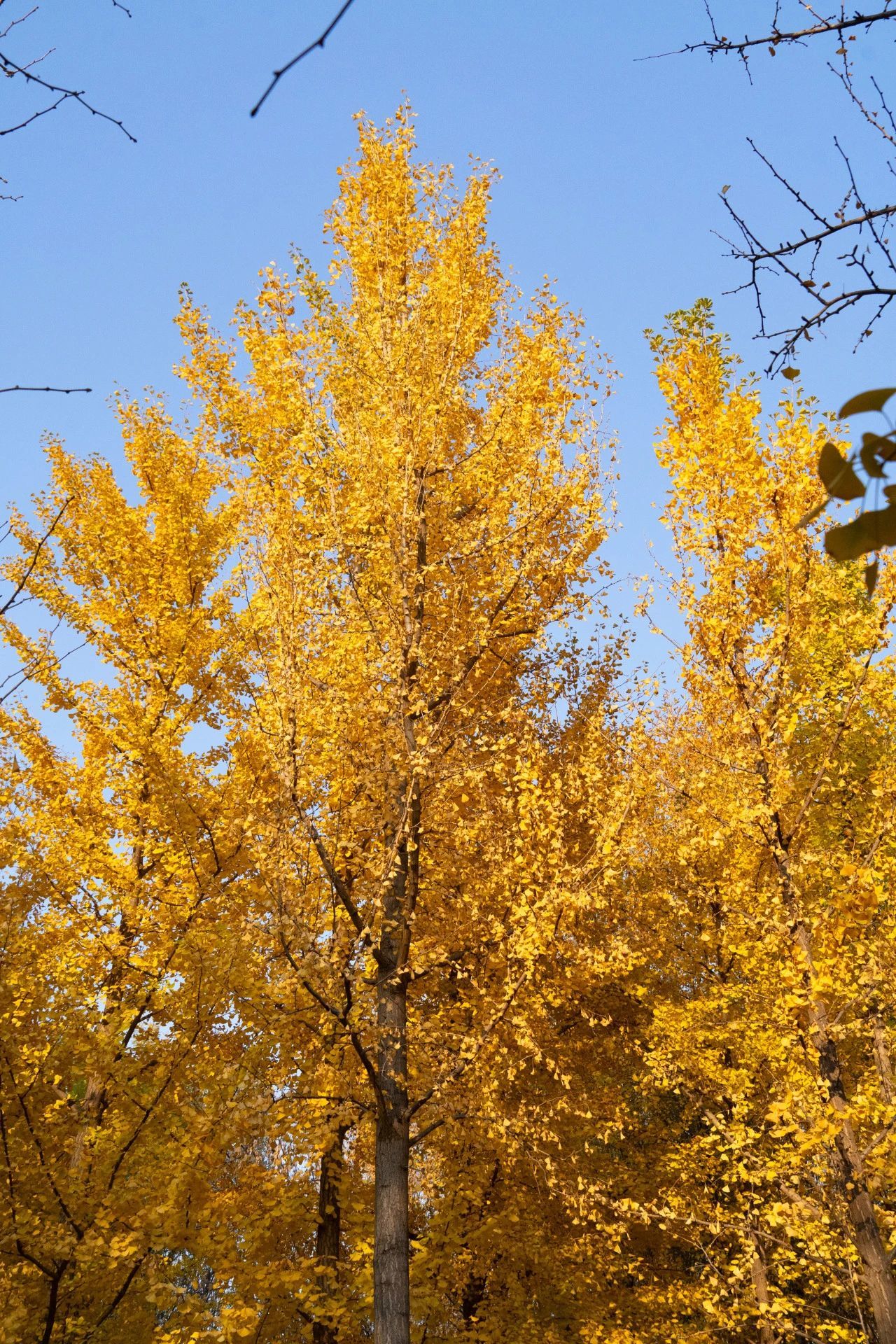 济南的银杏都在哪里？泉城银杏地图来了