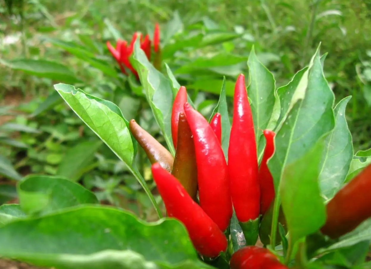 淅川丹水宝石蓝香花辣椒一片红