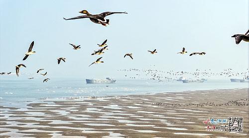长江九江市柴桑区城子镇段，成群的天鹅和大雁在江滩上觅食、嬉戏。大江网视觉江西魏东升摄