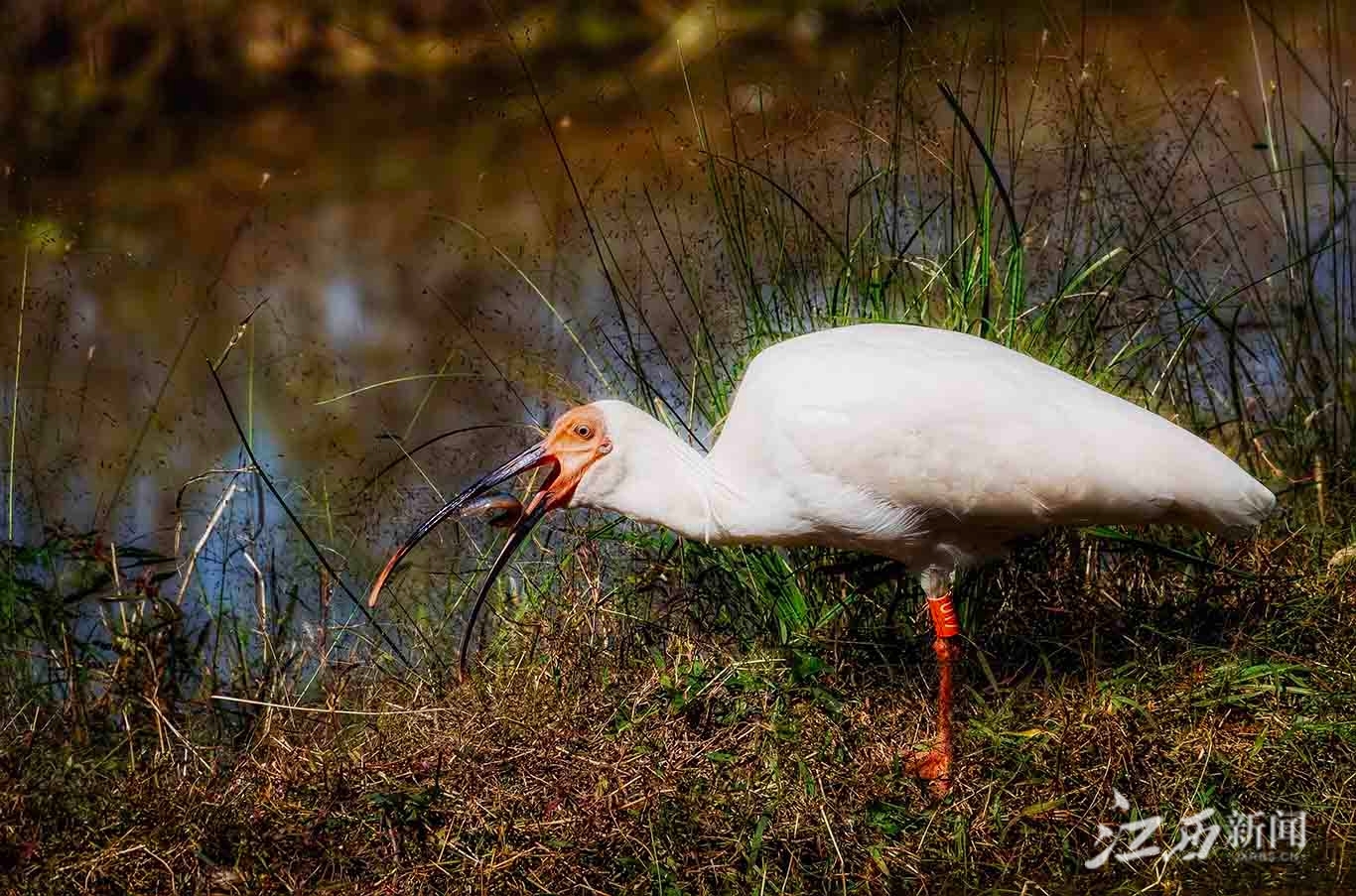 ▲一只朱鹮正在捕食泥鳅。摄影丨江西日报全媒体记者徐铮