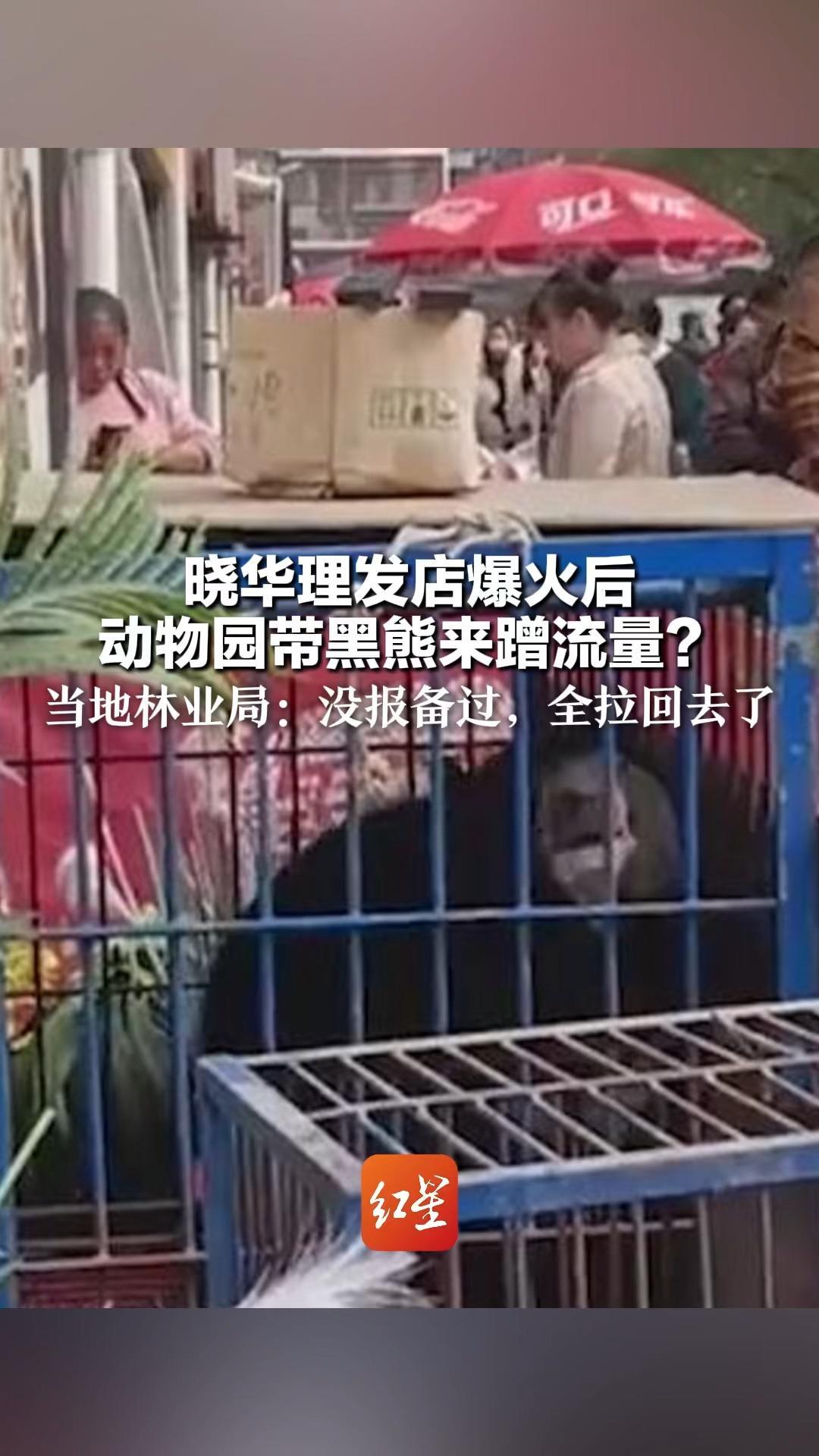 晓华理发店爆火后 动物园带黑熊来蹭流量？当地林业局：没报备过，全拉回去了