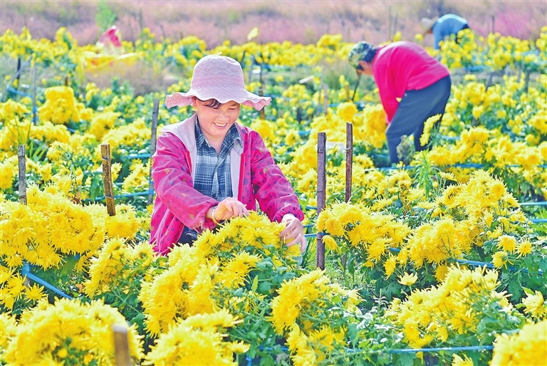 江西：皇菊飘香 助农增收（图）