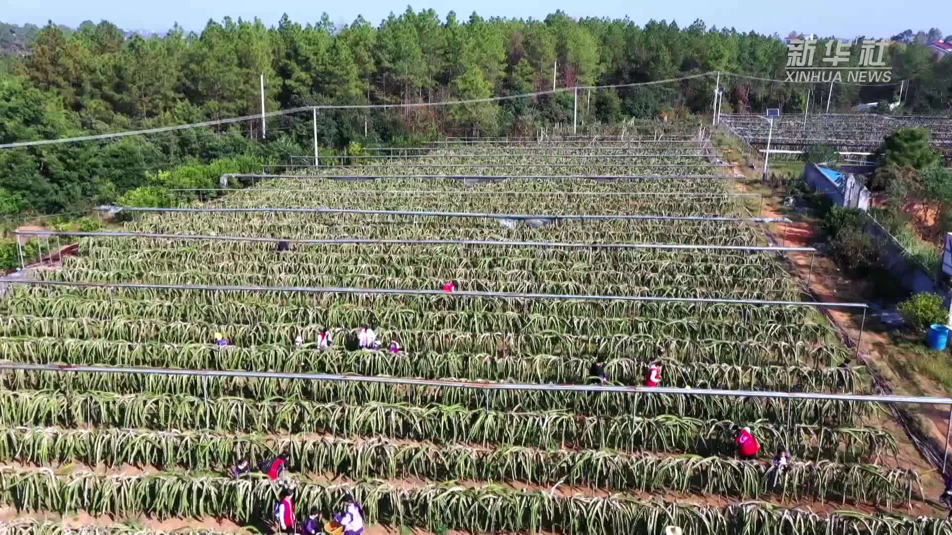 湖南茶陵：火龙果采摘正当时