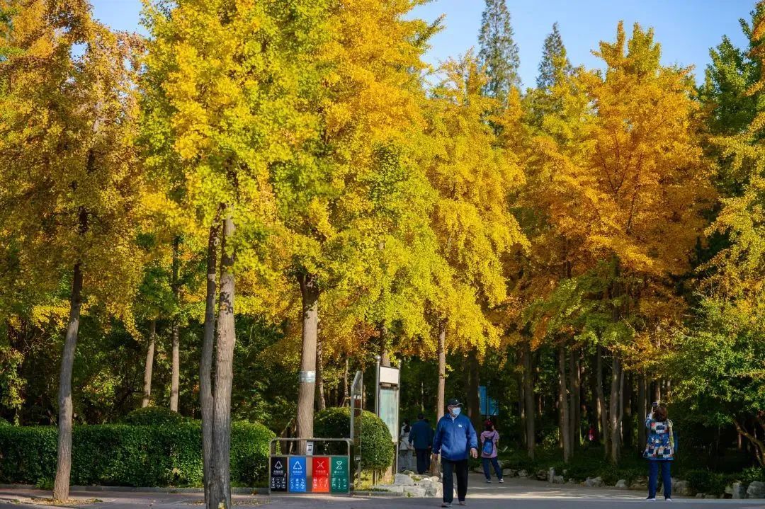 济南的银杏都在哪里？泉城银杏地图来了