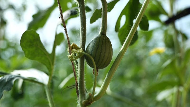 党建引领　永昌奏响集体经济发展合奏曲