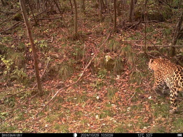 图为红外相机拍摄到的金钱豹。西安市鄠邑区太平国有生态林场供图