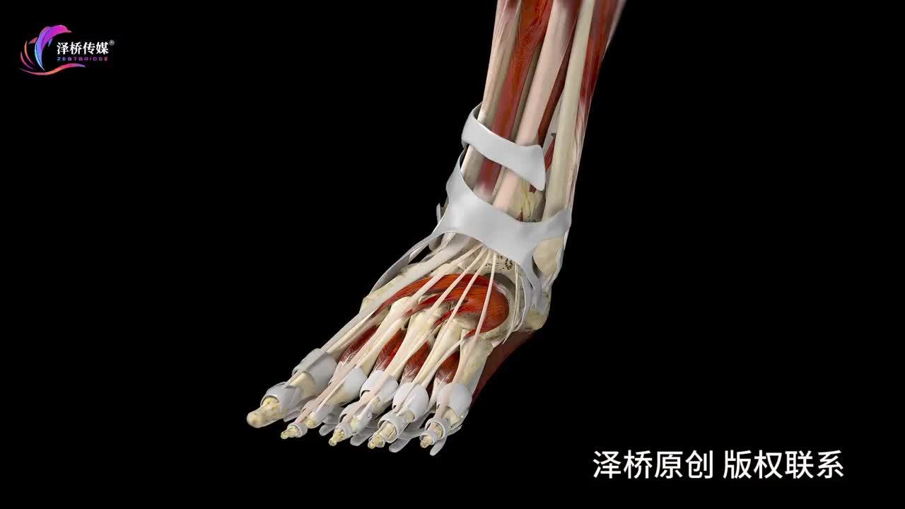 【震撼3D视角】揭秘脚部肌肉的奥秘：每一步的力量源泉