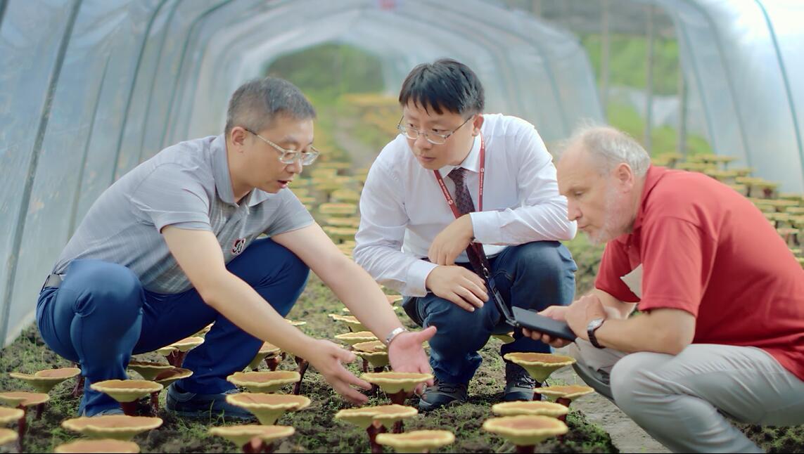 位于灵芝道地产区武夷山脉的仙芝楼有机灵芝基地