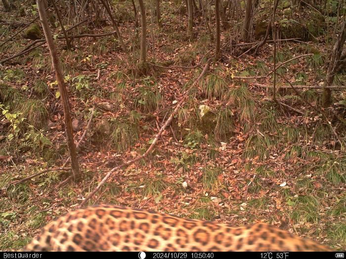 图为红外相机拍摄到的金钱豹。西安市鄠邑区太平国有生态林场供图