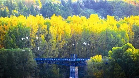 ▲11月19日，一队越冬的大天鹅从三门峡天鹅湖国家城市湿地公园苍龙湖上空掠过，为冬日里的黄河湿地增添了一抹亮色。（图片拍摄：三门峡日报记者孙猛）