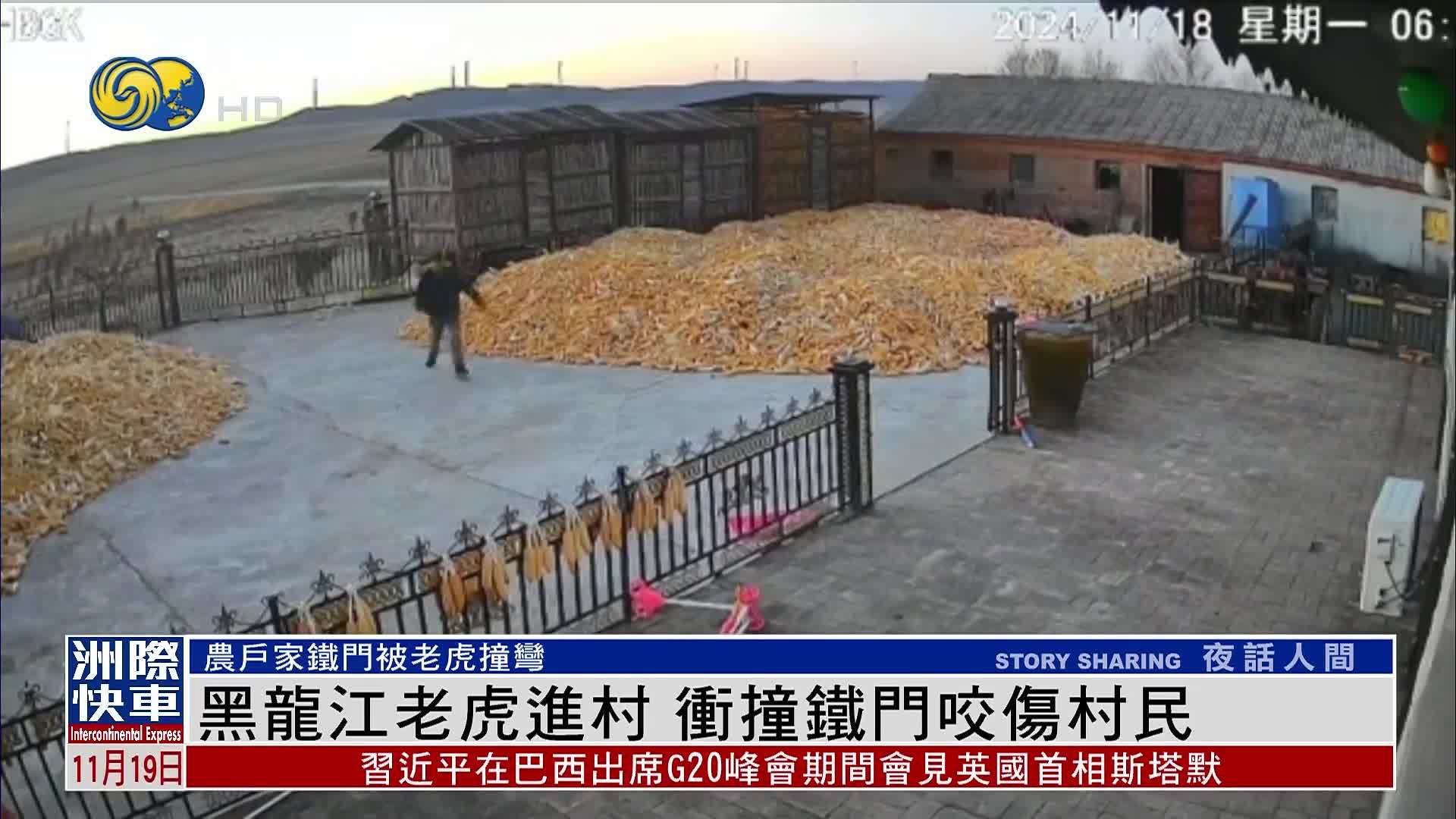 黑龙江老虎进村 冲撞铁门咬伤村民