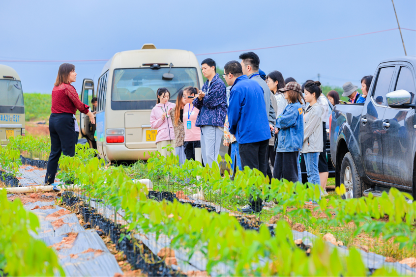 良种良苗育出橡胶好“长势”  全国网媒行走进海南橡胶邦溪种苗基地