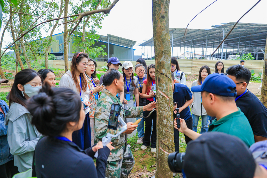 海垦西联百年胶园迎来一批“兼职割胶工”|2024年全国重点网络媒体海垦行