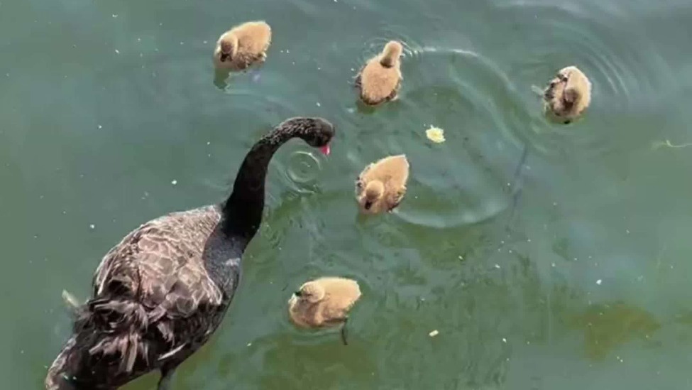 圆明园通报4只抱窝黑天鹅死亡 ：十分痛心，均死于小型食肉动物咬伤