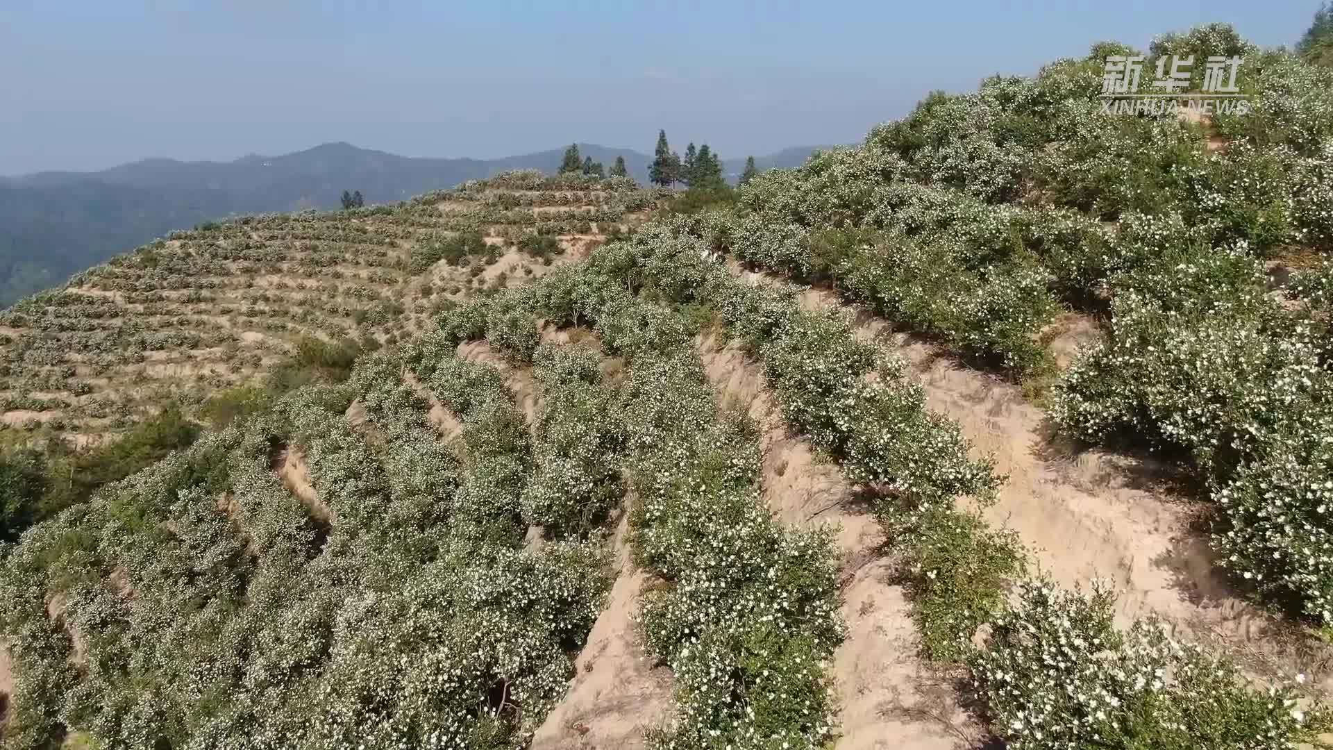 江西会昌：冬日油茶花盛绽