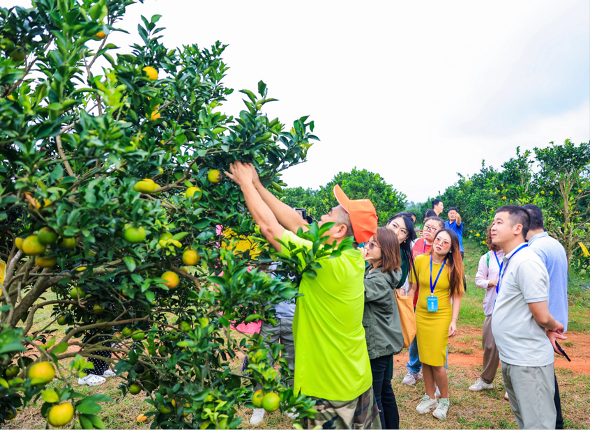 品福橙清冽甘甜 看科技赋能农业｜2024年全国重点网络媒体海垦行