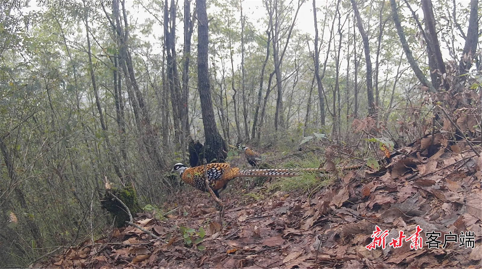 拍摄到的白冠长尾雉　本文图片视频均由省野生动植物保护站提供
