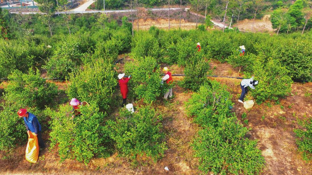 本报讯（记者 方璐 通讯员 周月 金冰）连日来，云溪区路口镇黄皋村“寒露籽”油茶陆续开摘。