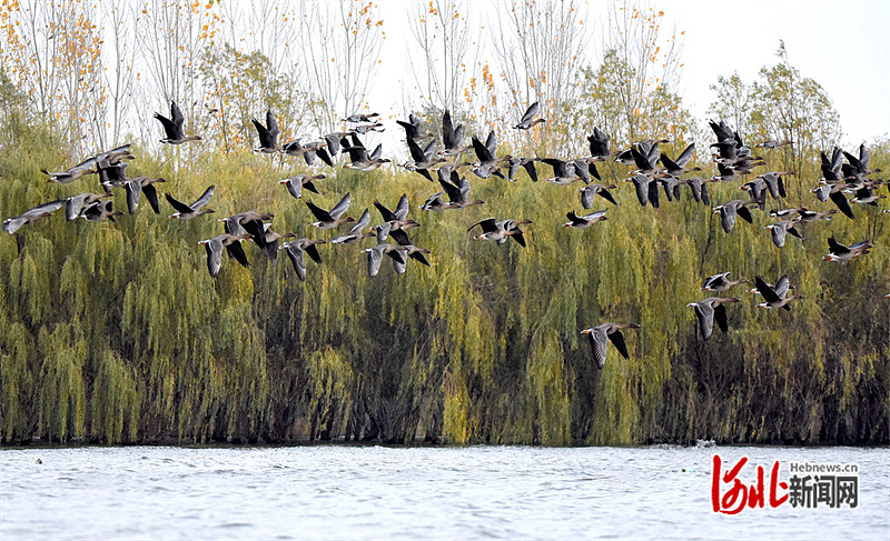 湿地雁影舞翩跹1.jpeg