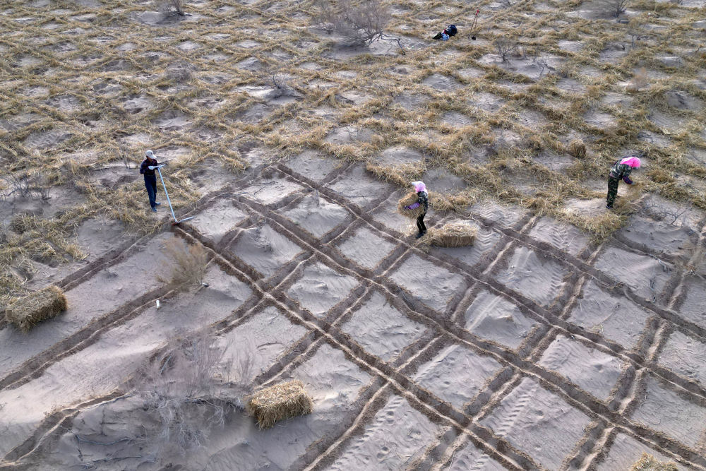 11月15日，在民勤县薛百镇境内，居民扎草方格沙障（无人机照片）。新华社记者　张智敏　摄
