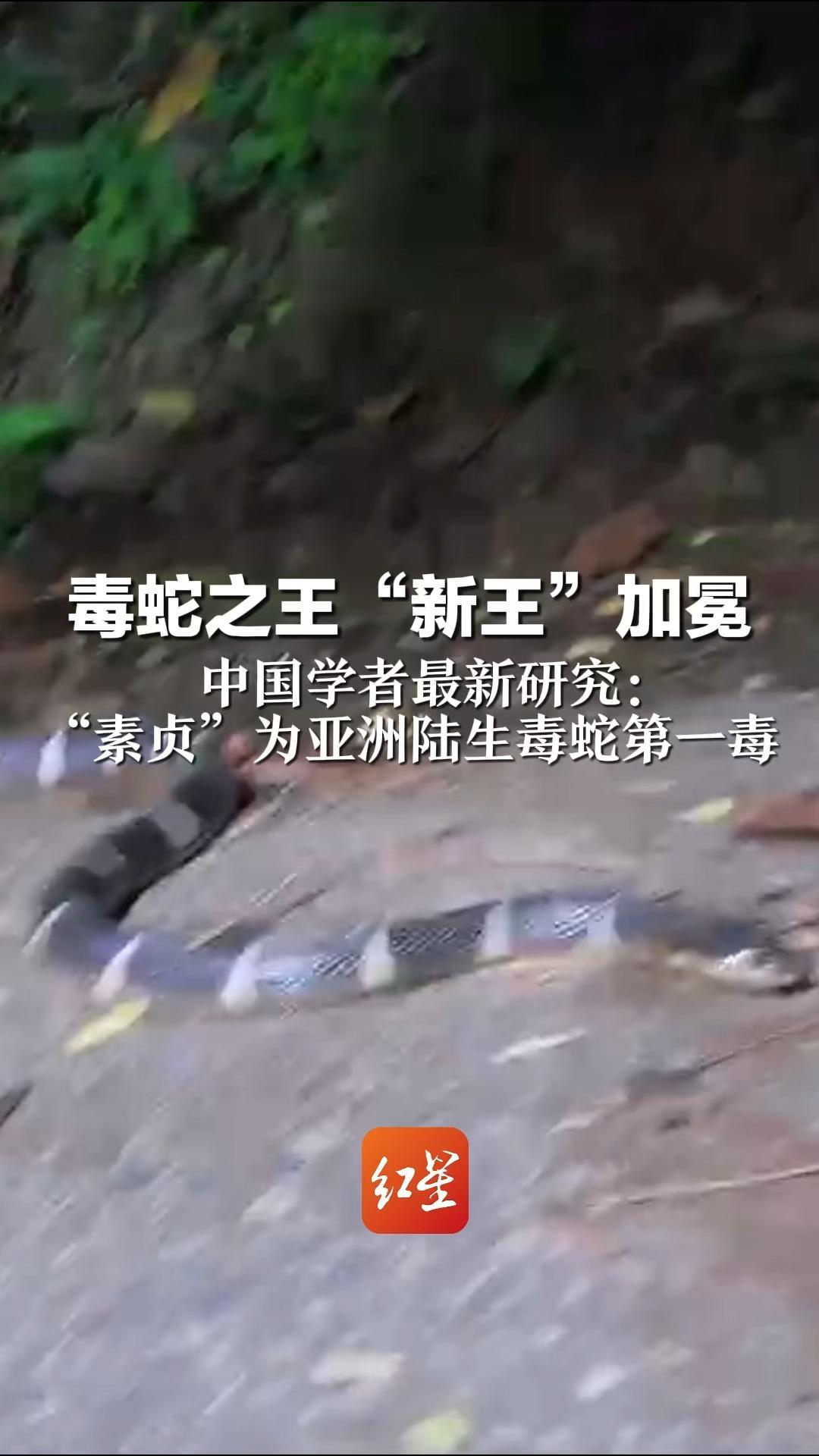 毒蛇之王“新王”加冕 中国学者最新研究：“素贞”为亚洲陆生毒蛇第一毒