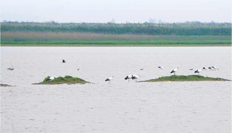 鄱阳湖南矶湿地监测到越冬候鸟9.5万羽（图）