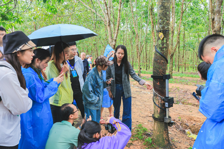 机器人智能割胶 天然橡胶产业植入“智慧芯”｜2024年全国重点网络媒体海垦行