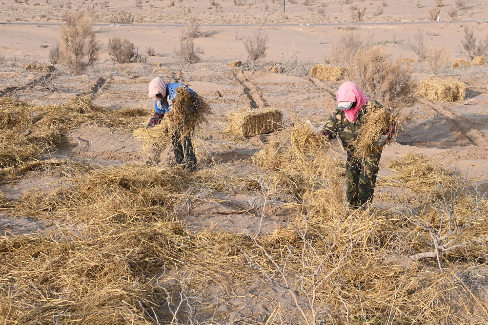 11月15日，在民勤县薛百镇境内，居民扎草方格沙障。新华社记者　范培珅　摄