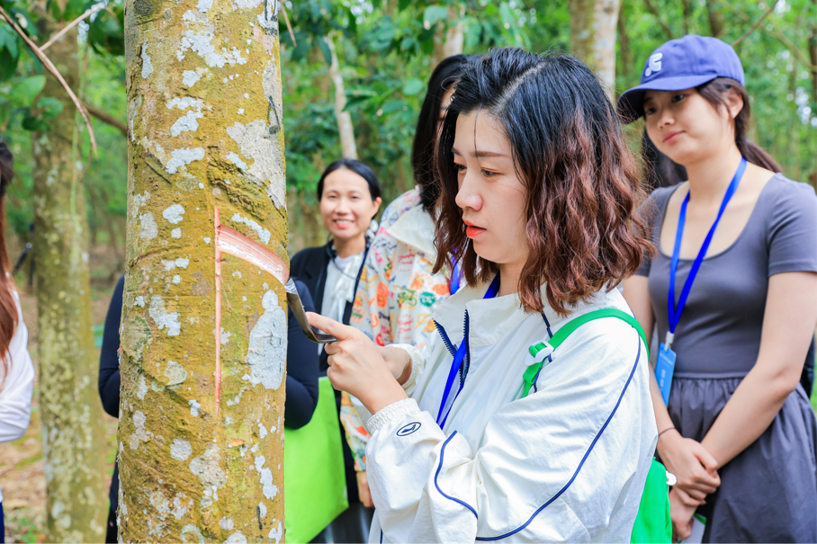 海垦西联百年胶园迎来一批“兼职割胶工”|2024年全国重点网络媒体海垦行