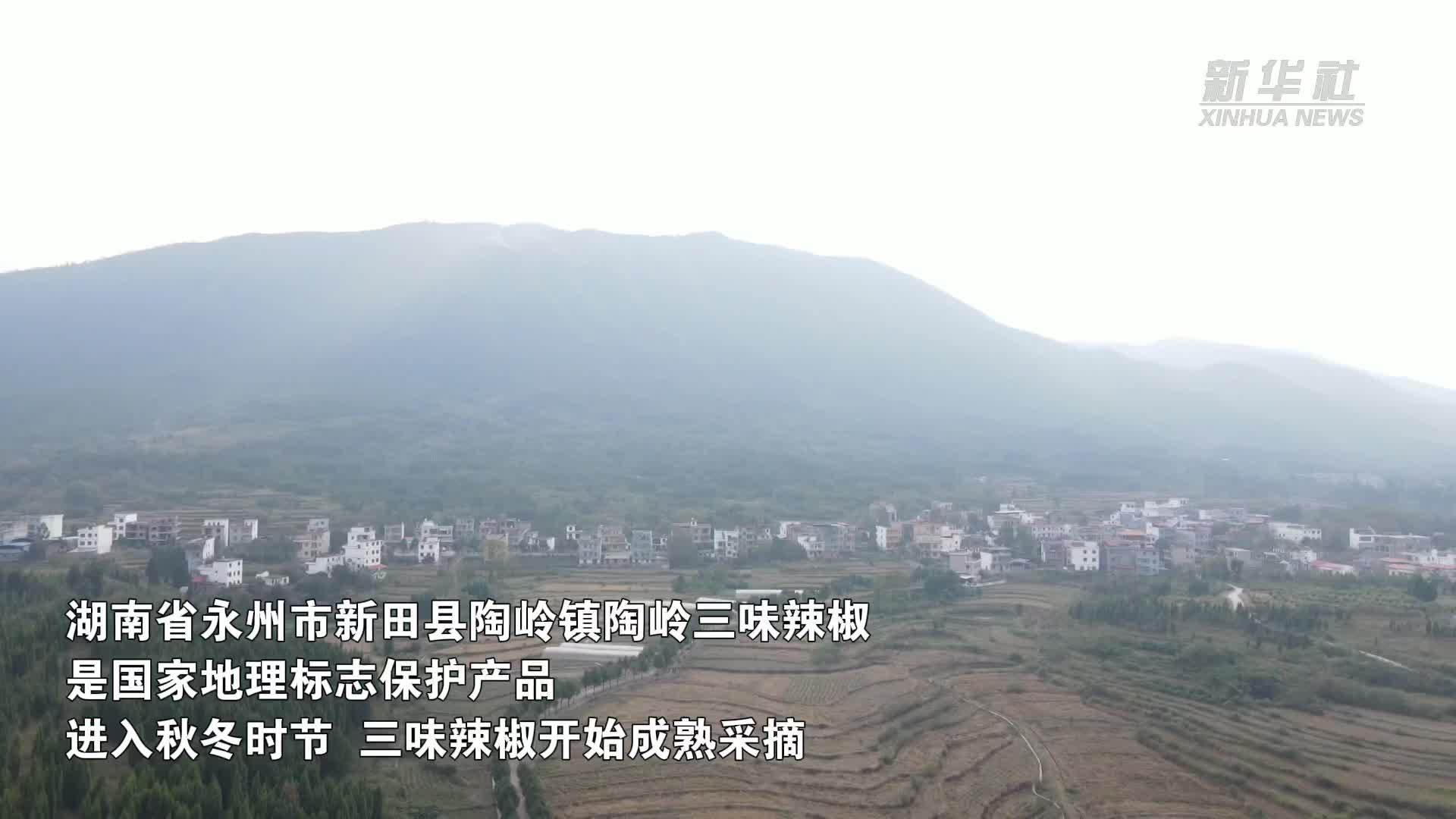 湖南新田：秋冬时节好收成 又闻三味辣椒香