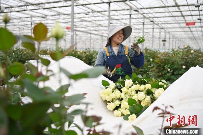 11月20日，在甘肃省临夏回族自治州临夏市百益亿农国际鲜花港内，工作人员分拣刚采摘的新鲜玫瑰。中新社记者　九美旦增　摄