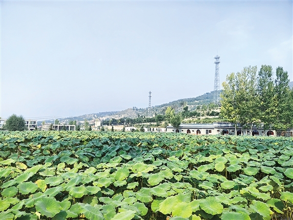 莲藕种植基地