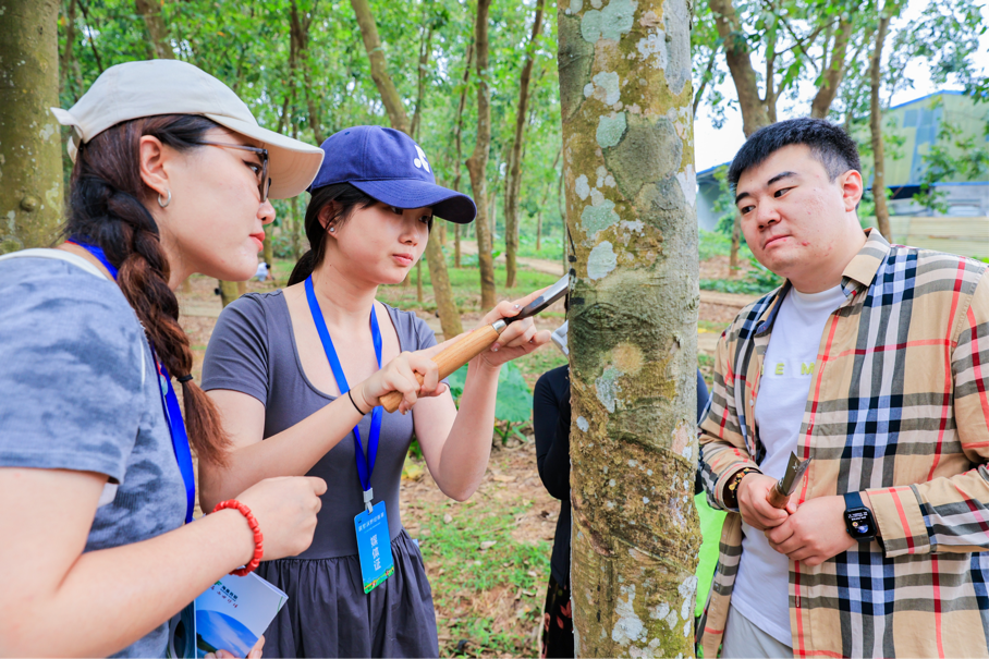 海垦西联百年胶园迎来一批“兼职割胶工”|2024年全国重点网络媒体海垦行