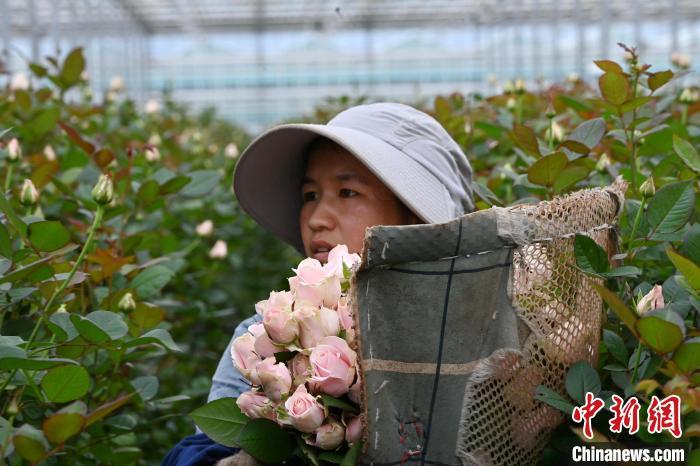 11月20日，在甘肃省临夏回族自治州临夏市百益亿农国际鲜花港智能温室内，工作人员正在采摘新鲜玫瑰。中新社记者　九美旦增　摄