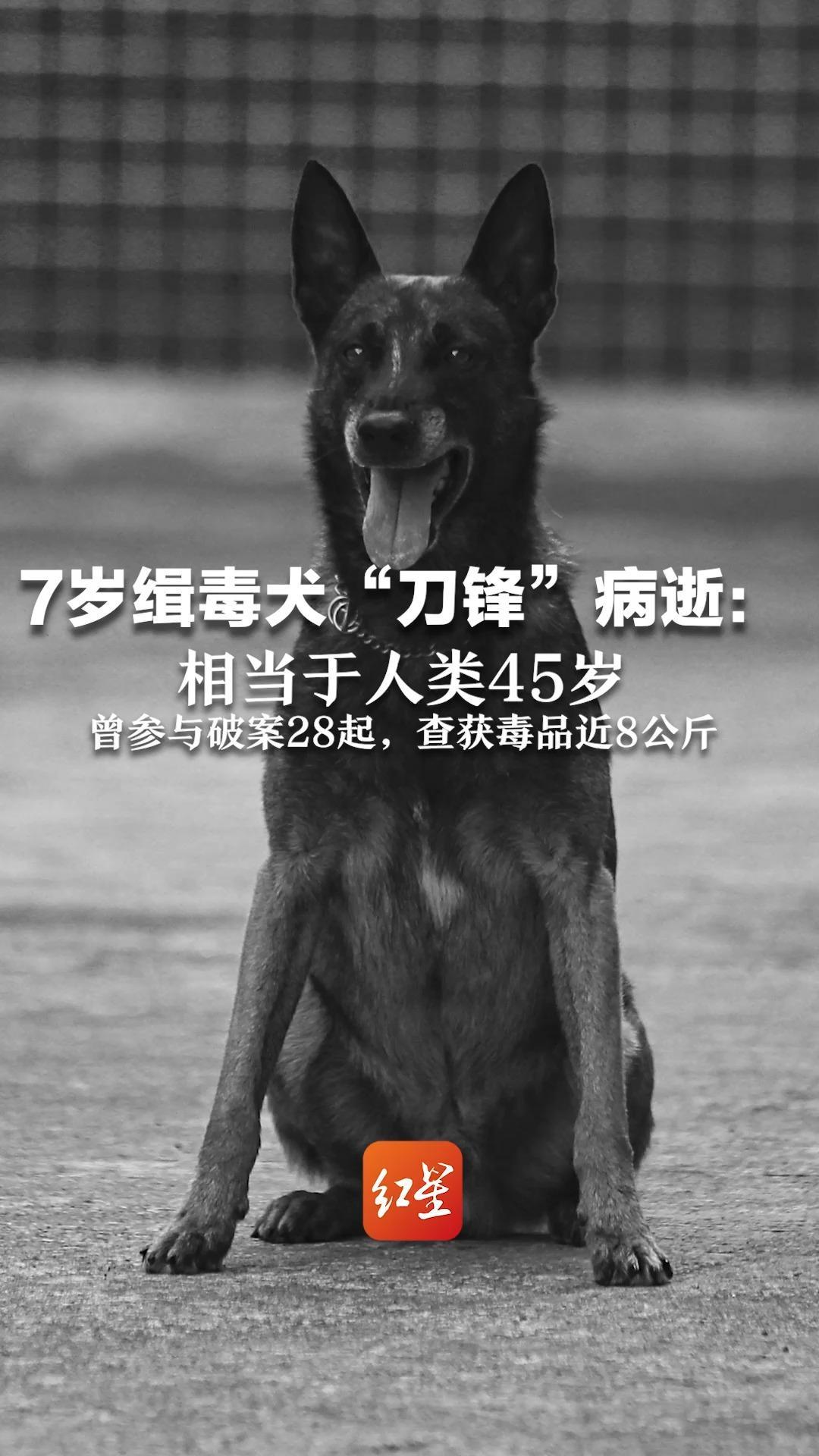 缉毒犬退役后图片