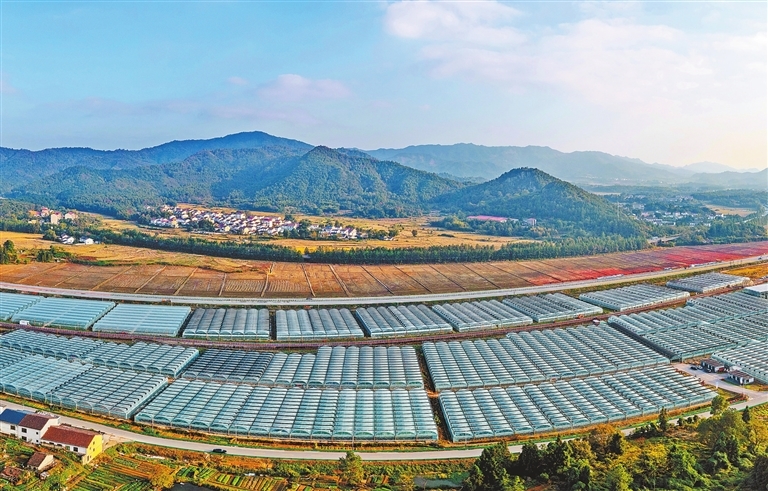金溪：智慧大棚（图）