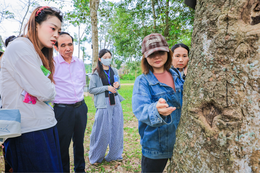 海垦西联百年胶园迎来一批“兼职割胶工”|2024年全国重点网络媒体海垦行