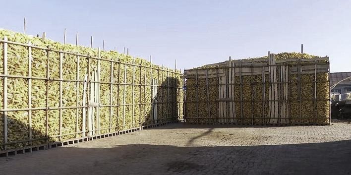 农安县前岗乡段家村,一栋栋宛若城墙般的“玉米楼子”格外惹眼。 姜阔 摄