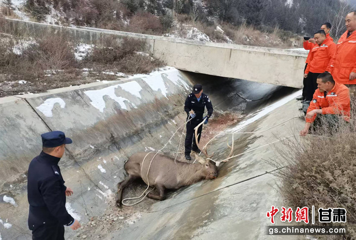 图为甘肃祁连山国家级自然保护区管护中心大河口自然保护站工作人员和大河口派出所民警对马鹿进行救助　民乐县委宣传部供图