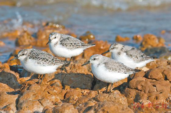 三趾滨鹬（图由都昌保护监测站提供）