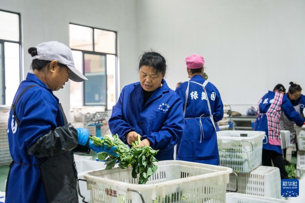 11月16日，在常德市安乡绿蔬园蔬菜专业合作社，村民处理刚采摘的蔬菜。新华社记者 周勉 摄